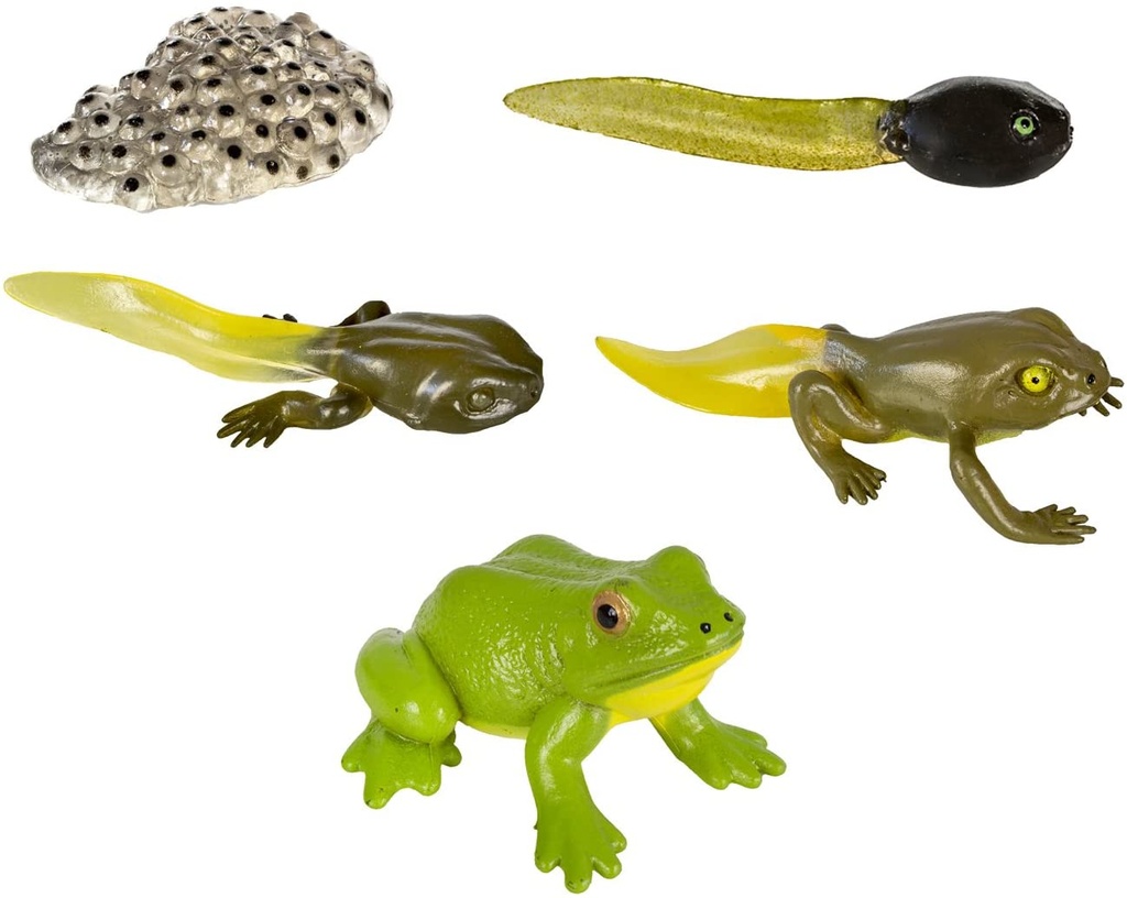 Safari Ltd Life Cycle of a Frog_1