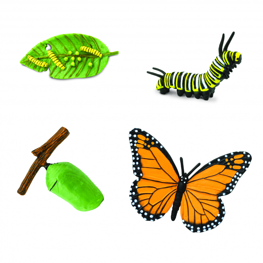 Safari Ltd Life Cycle of A Monarch Butterfly_1