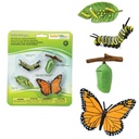 Safari Ltd Life Cycle of A Monarch Butterfly_2