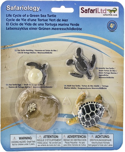 Life Cycle of a Green Sea Turtle