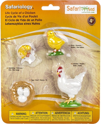 Life Cycle of a Chicken