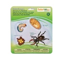Life Cycle of A Stag Beetle