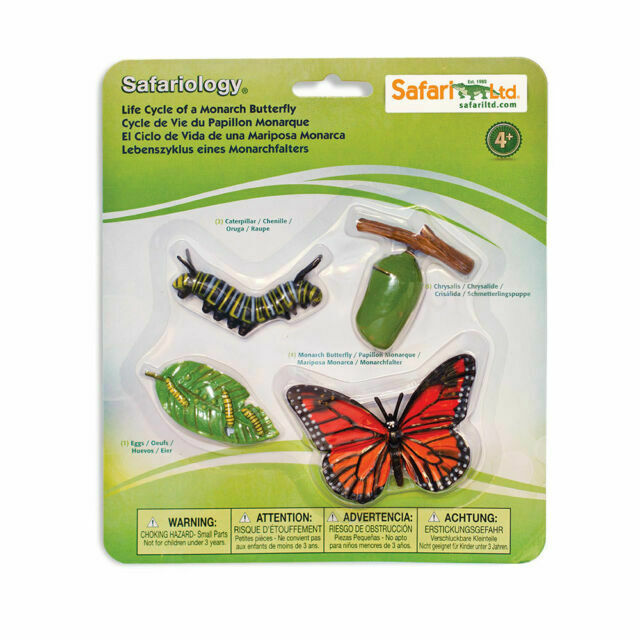 Life Cycle of A Monarch Butterfly