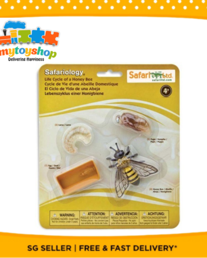 Life Cycle Of A Honey Bee