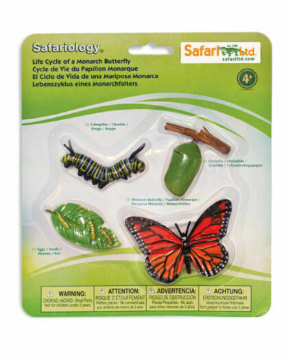 Life Cycle of A Monarch Butterfly