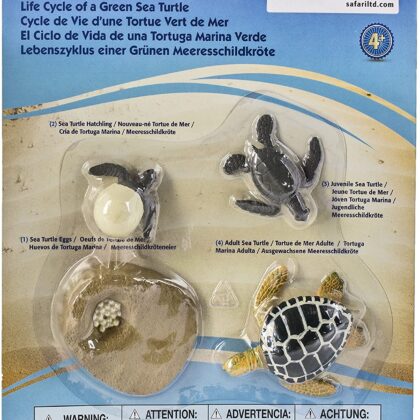 Life Cycle of a Green Sea Turtle