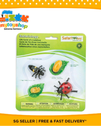 Life Cycle of a Lady Bug