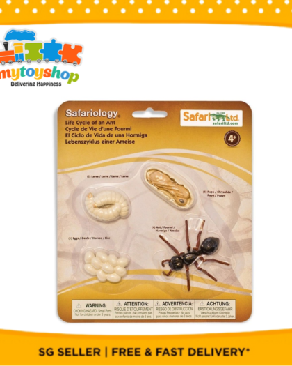 Life Cycle of an Ant