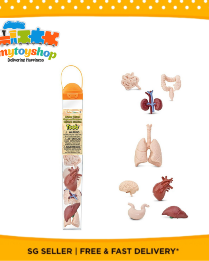 Safari Ltd Human Organs Toobs